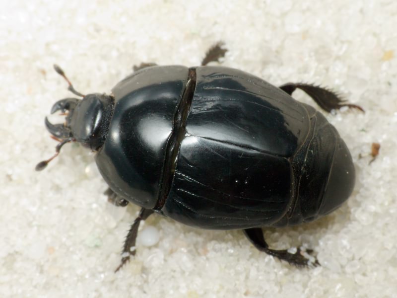 Pachylister inaequalis (Olivier, 1789)